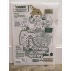 [超罕有] 兔子消化系統圖 File