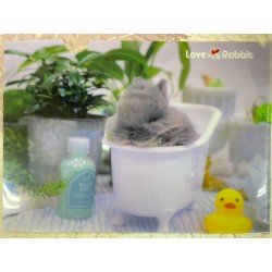 Love Rabbit 兔兔 File (多款)